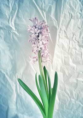 Hyacinth