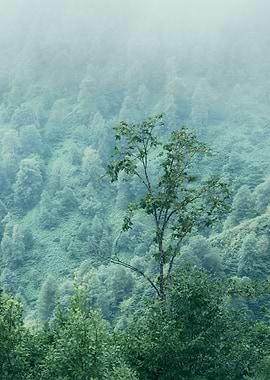 Mountain Tree