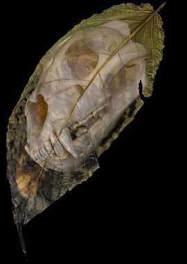 A leafe from the 5 season