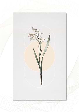 Gladioulus Cuspidatus