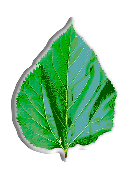 Single green leaf