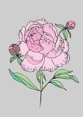 Peonia