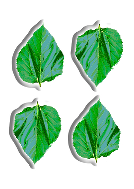 Four Green Leaf