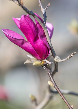 magnolia flower on tree