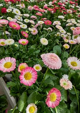 bellis perennis daisy pomp