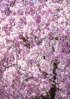 Cherry Blossom Spring