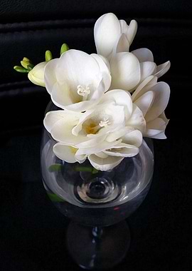 freesia night cup