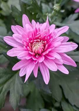 pink dahlia in the garden