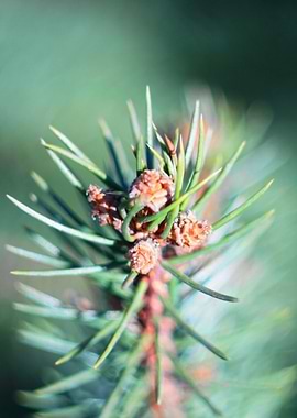 Conifer branch in spring