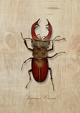 Stagbeetle