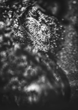 Hiding in Plain Sight