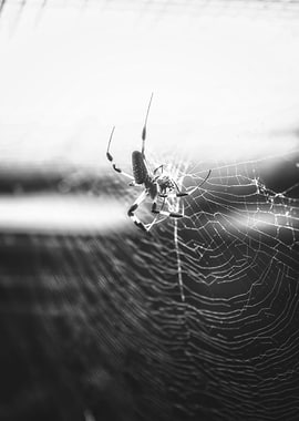 A Tangled Web We Weave