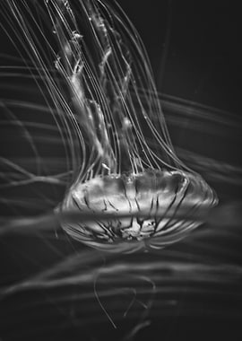 Tangled Up In Thoughts