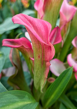 pink colored calla lily