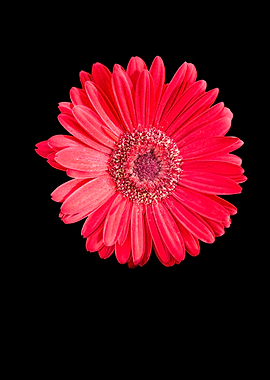 isolated red gerbera daisy