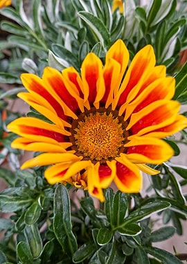 garzania flower in bloom