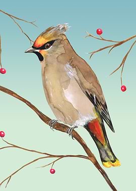 Bohemian waxwing