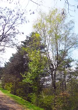 Parc scene in the spring