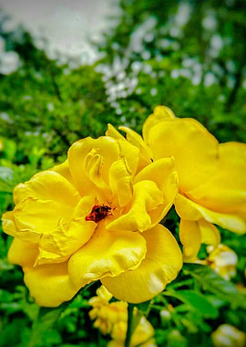 Yellow Flower