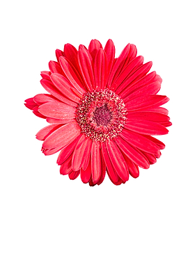 isolated red gerbera daisy