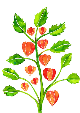 Physalis