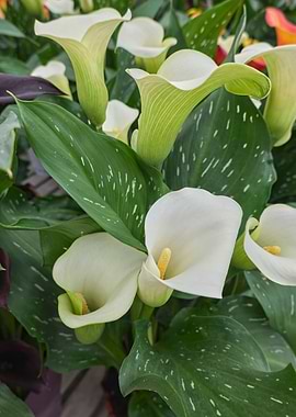 white pink colored calla