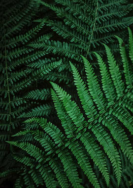 Fern