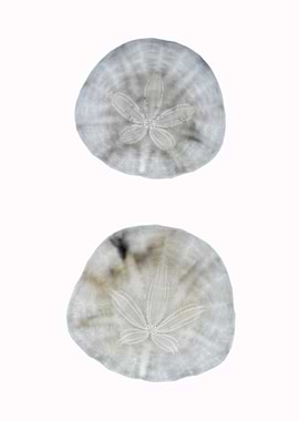 Silouette Sand Dollars