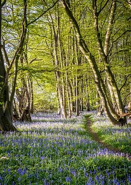 Bluebell Walk