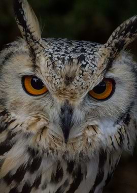 Eagle owl bird