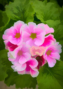 geranium in bloom