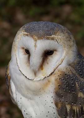 Barn Owl
