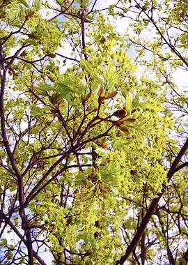 Vibrant green branch
