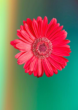 isolated red gerbera daisy