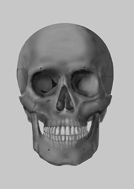 Skull