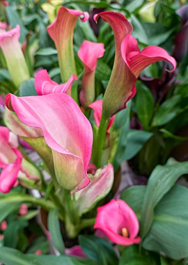 pink colored calla lily