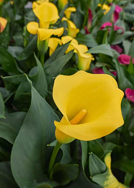 yellow calla lily