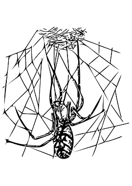 Spider and Web