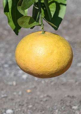 yellow lemon on tree