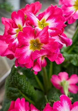 colorful primroses