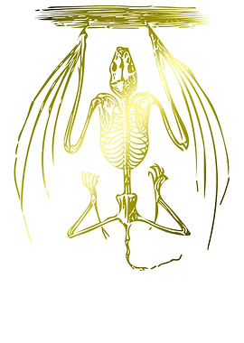 Bat Skeleton