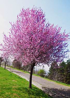 Blooming tree in the park