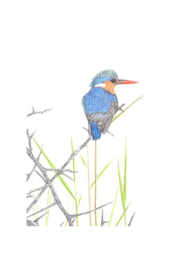 Malachite kingfisher