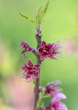 peach flower in bloom