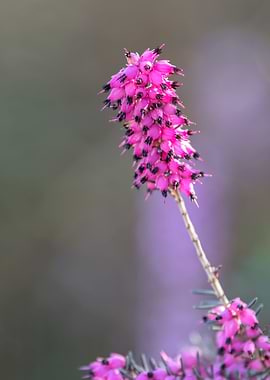 heather flower in bloom