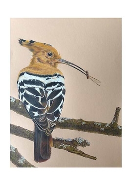 Hoopoe