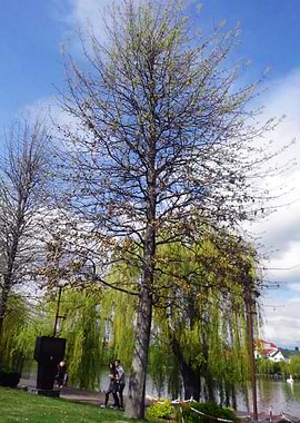 Symbol of life in the park