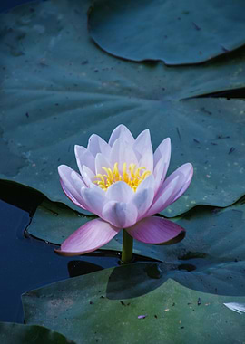 A Little Pink Water Lily