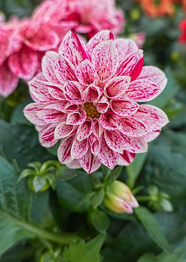 pink dahlia in the garden