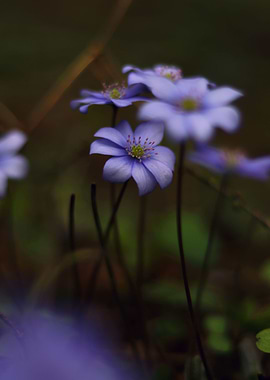 Hepatica Nobilis